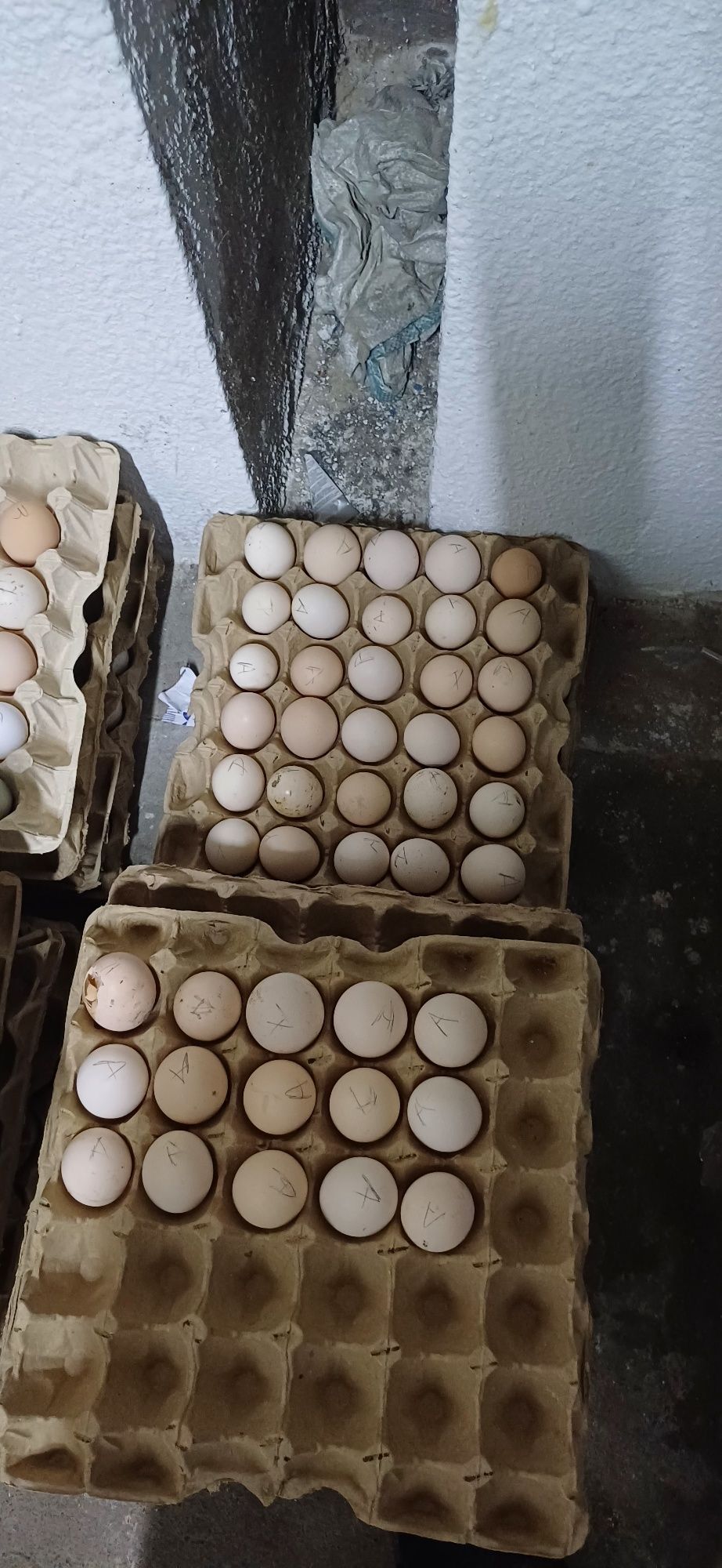 Продам домашние яйца