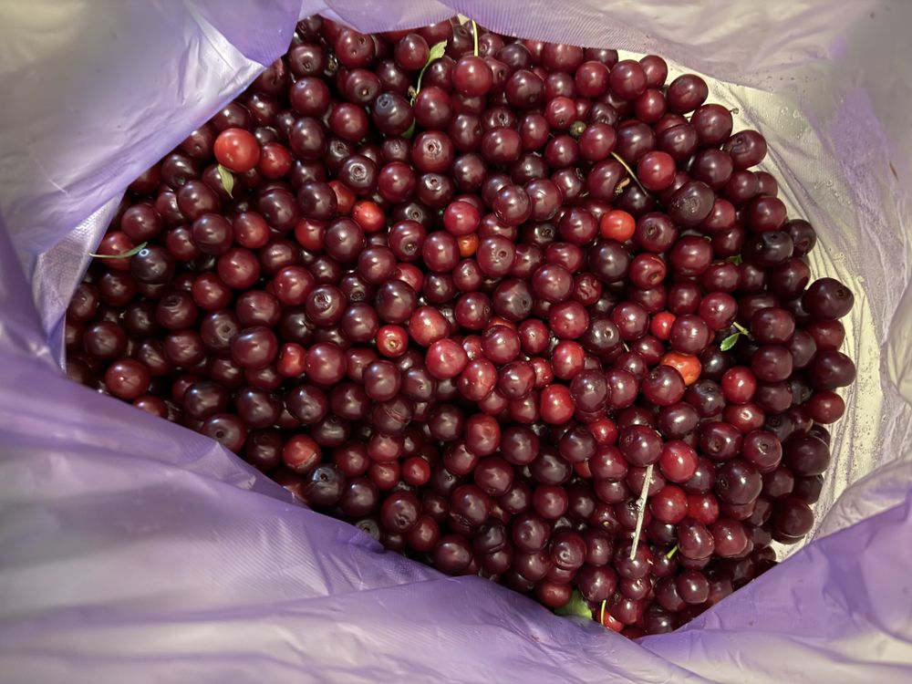Продаю вишню яблоки ранетки