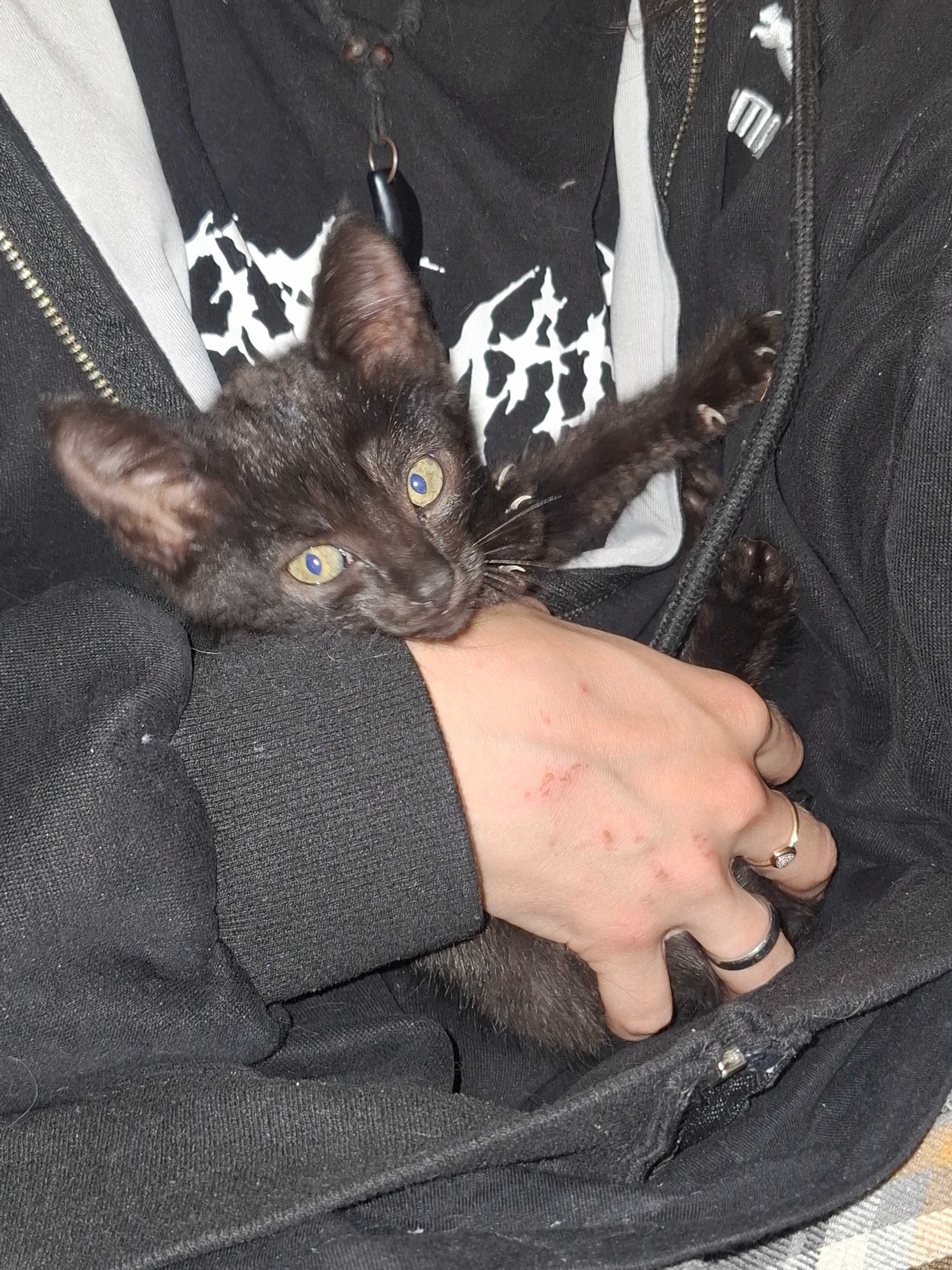 Котёнок, девочка чёрный. 2-3 месяца