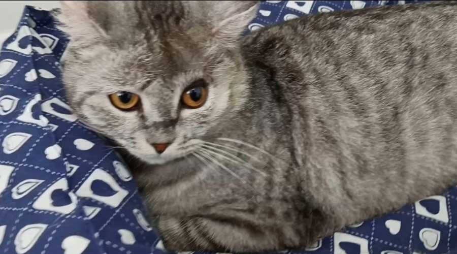 Красивый котик ищет дом