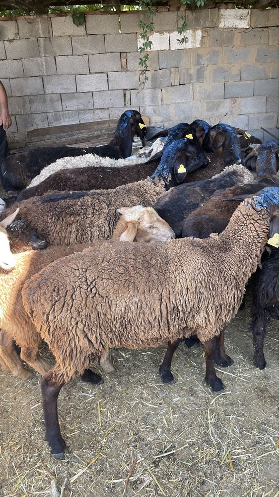 Продам жирных баран. Семіз қойлар сатылады