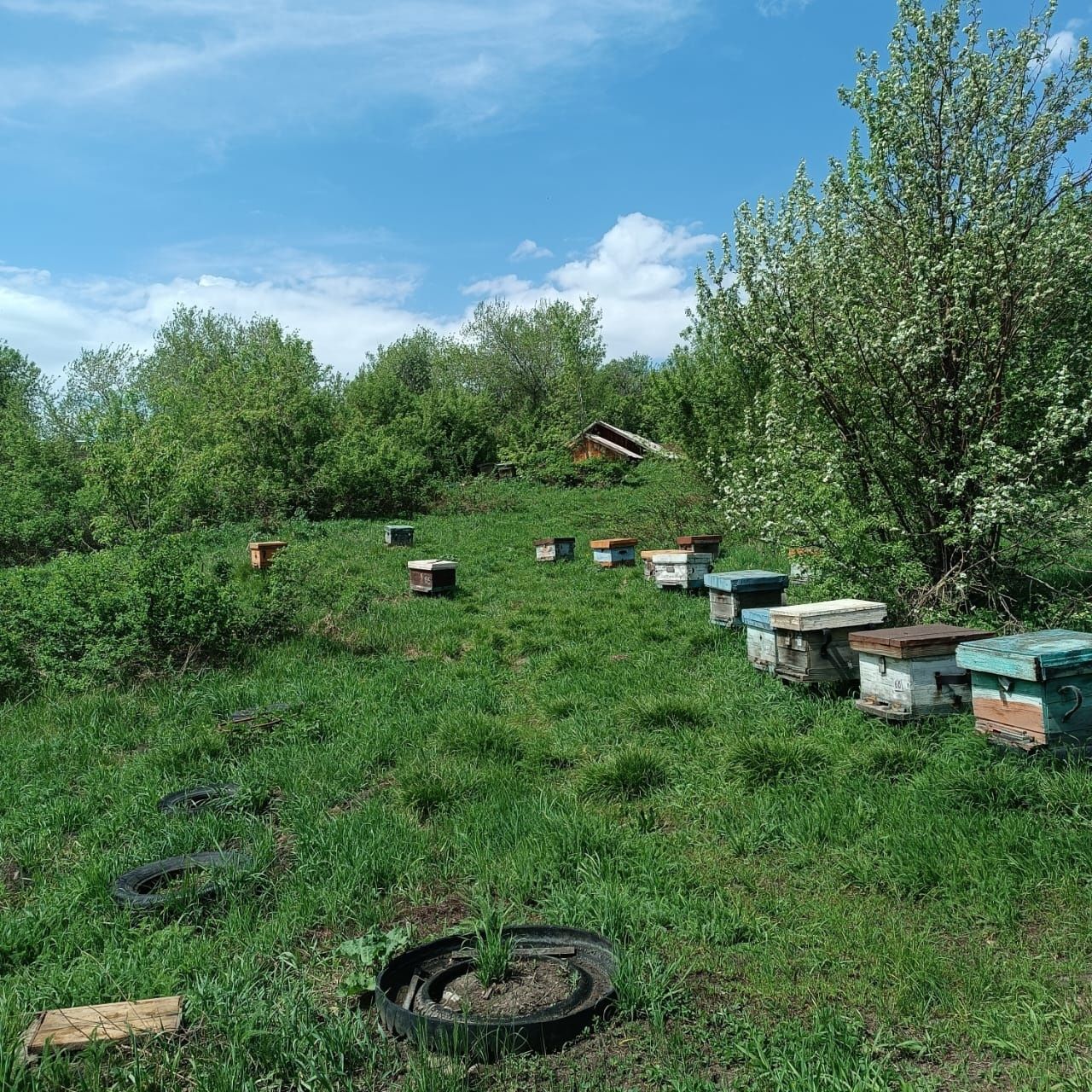 Продам пасеку 8 км от с.Веселовка