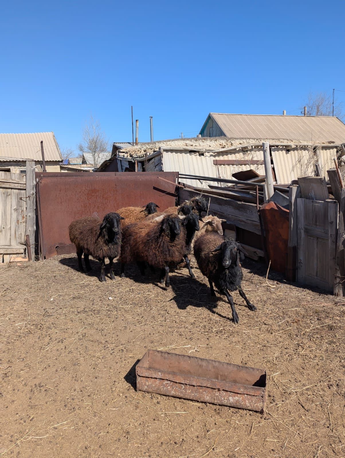 Продам овцематок