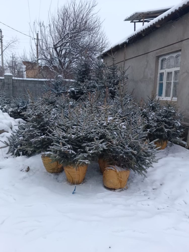 ШОК ЦЕНА Туя Сосна Можжевельник Голубая Эль Юка Саженцы Деревья