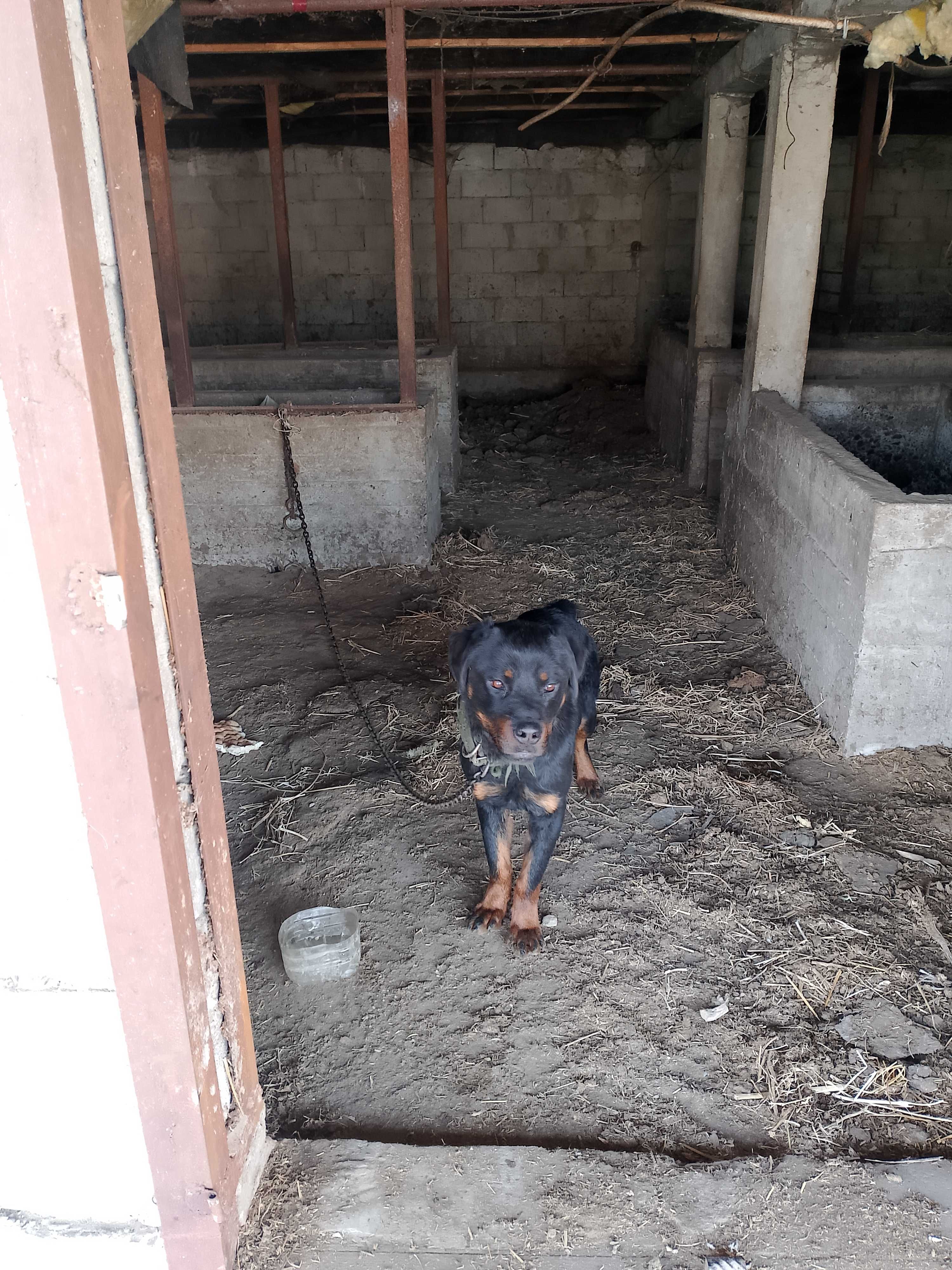 Продам собаку.ротвейлер