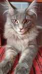 Котенок Мейн-кун