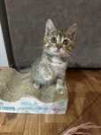 Котенок ищет дом