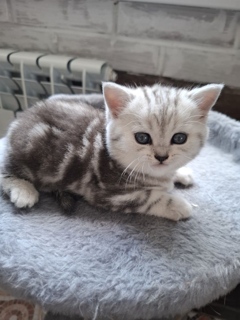 Продажа  котят скотиш страйд