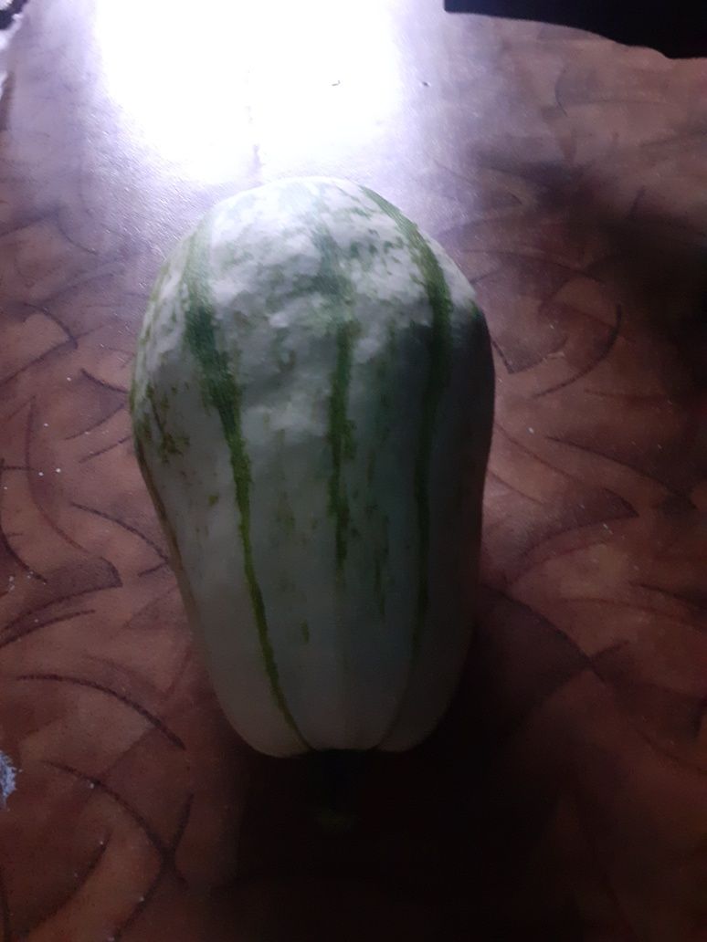 Кабачок очень вкусный большой