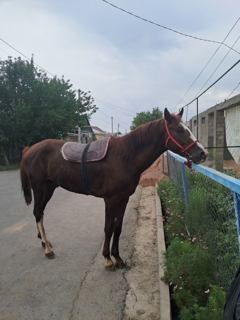 Жылкы Тай 1,5 жас