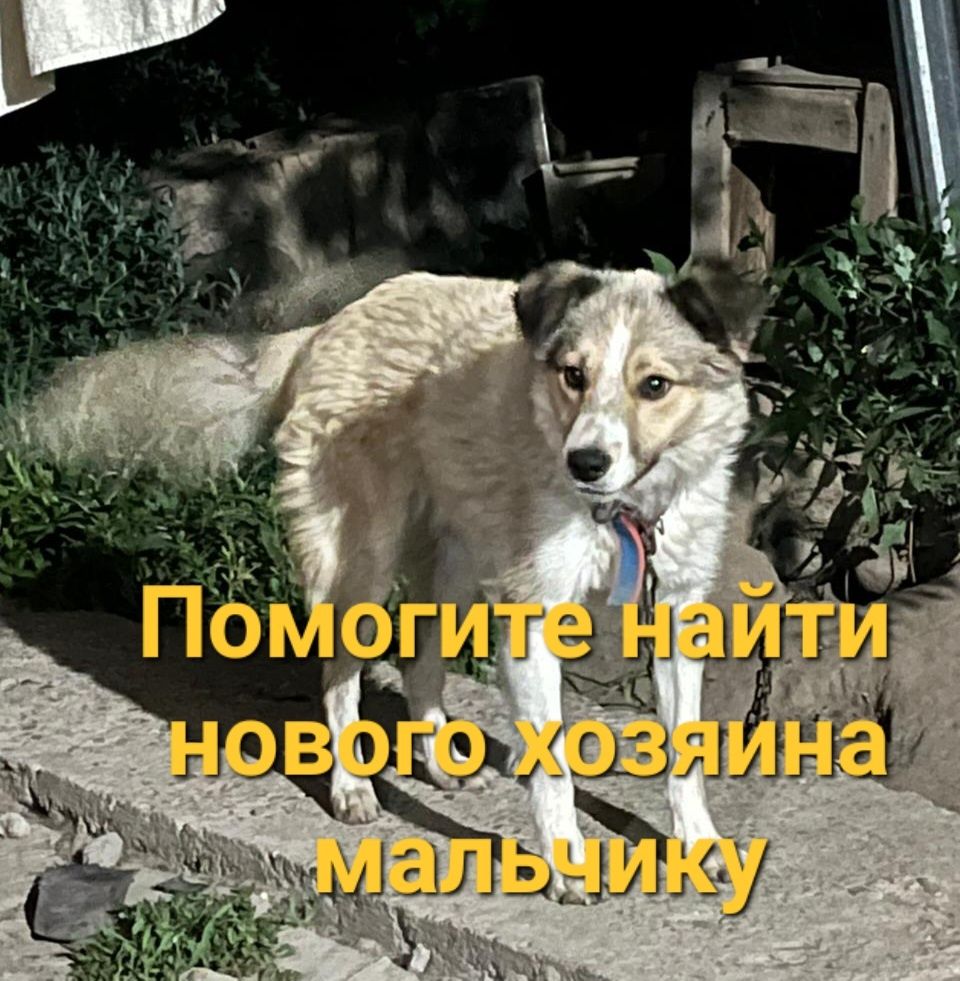 Отдам в добрые руки кобеля