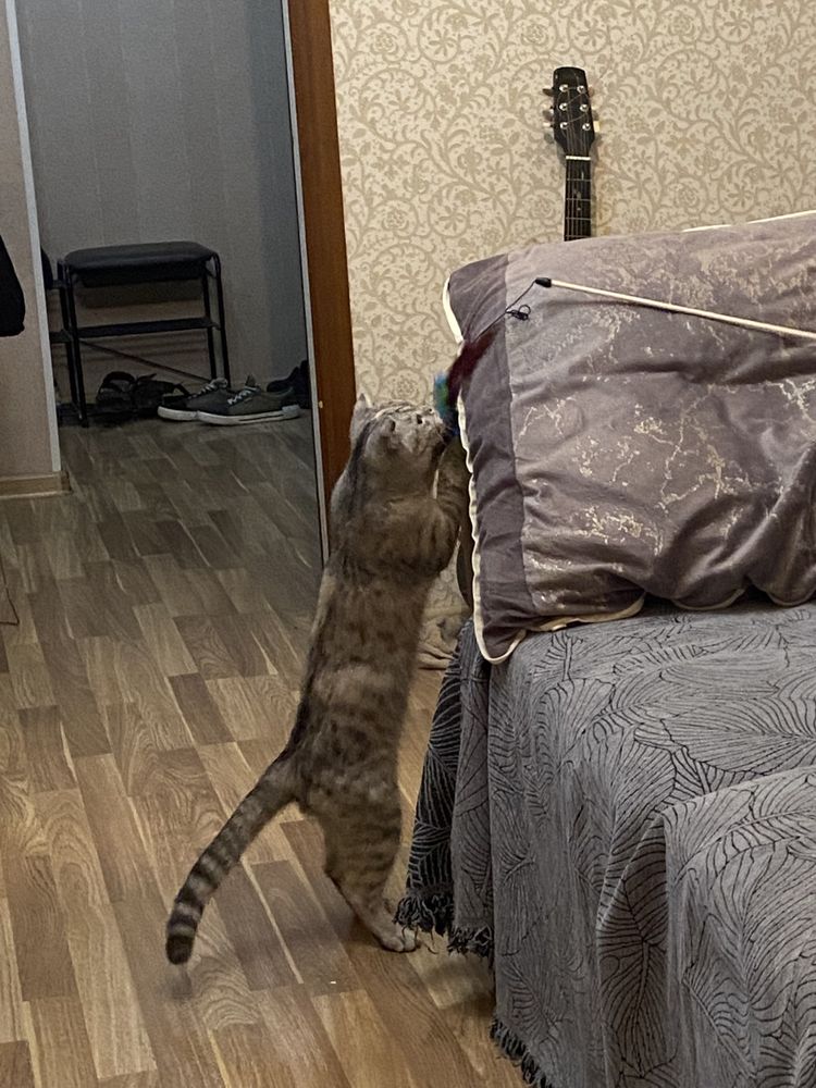 Отдам кошечку в хорошие руки