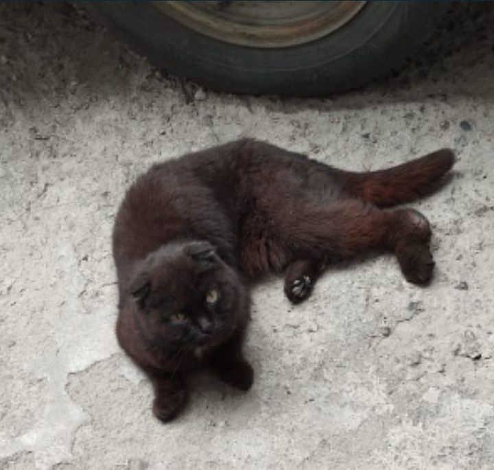 Продам котят от вислоухой кошки.