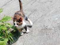 Отдам котёнка в хорошие руки)