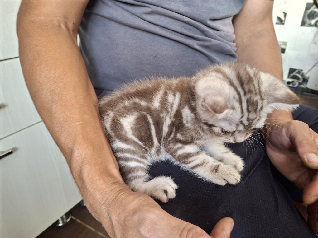 Котята скотиш страйт