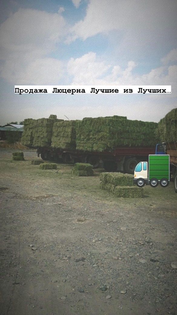 Люцерна Клевер с Доставкой