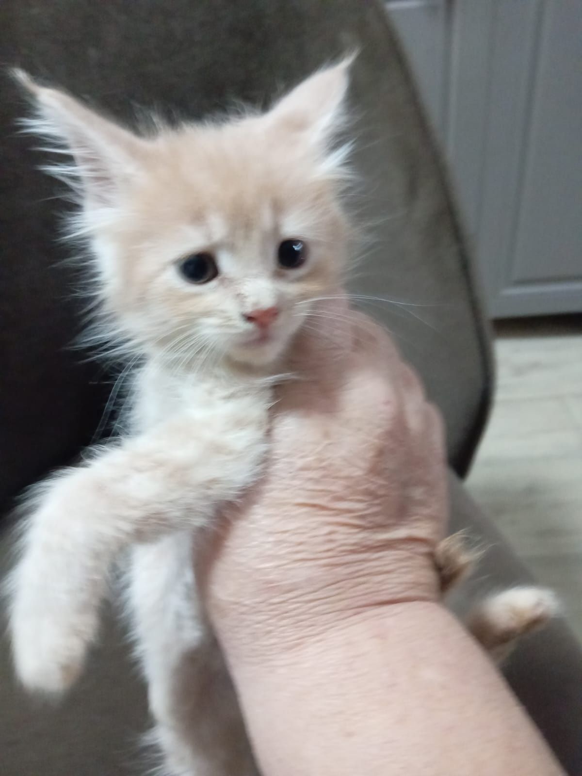 Котятки мейн-куна