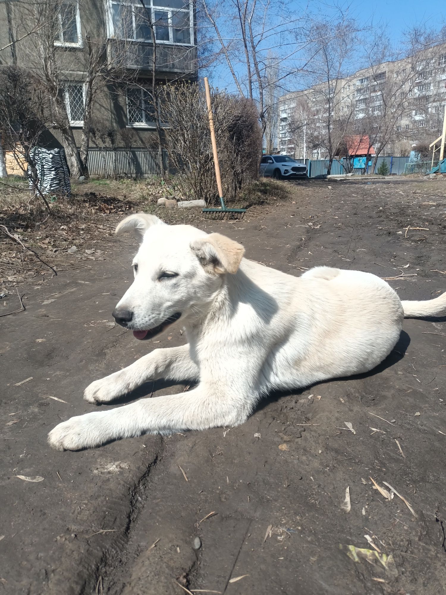 Очаровательные щенки в добрые руки