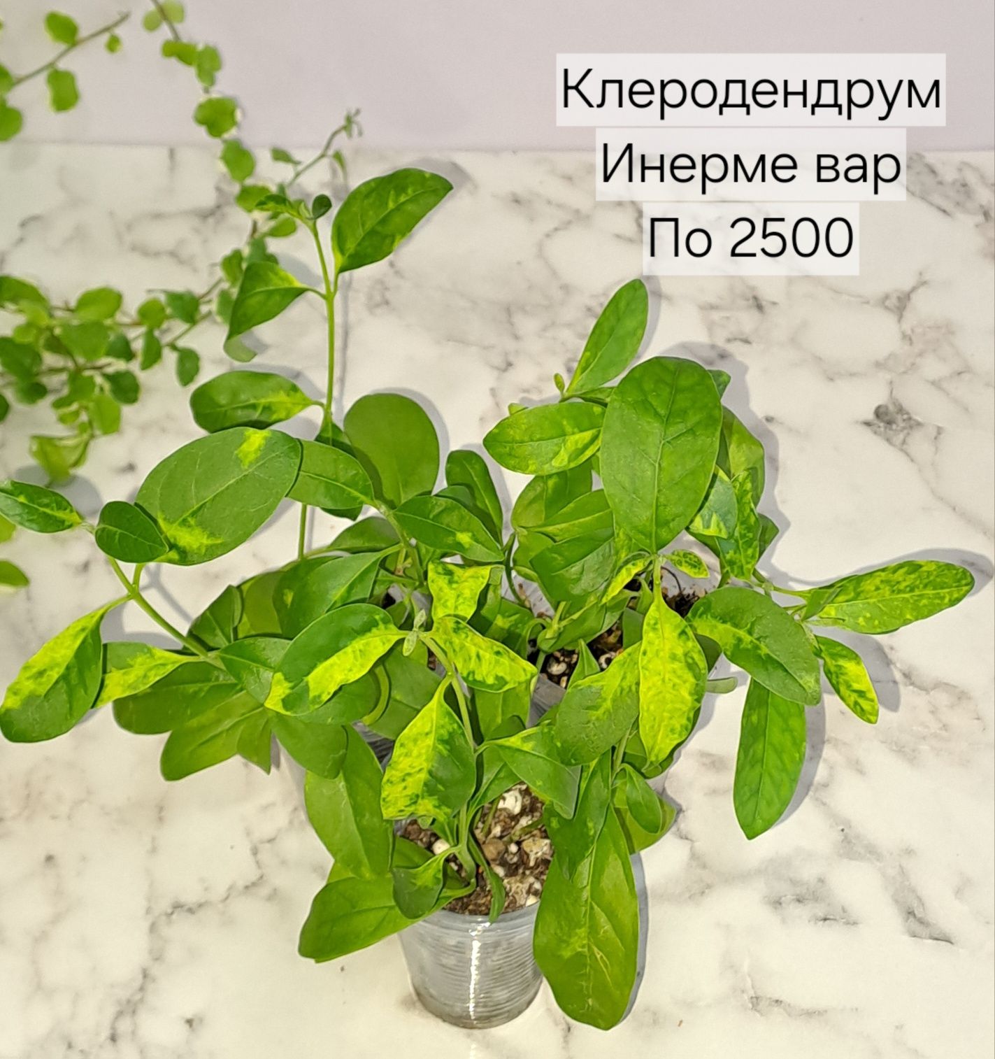 Комнатные растения, разные, отростки