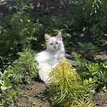 Котенок девочка в хорошие руки!
