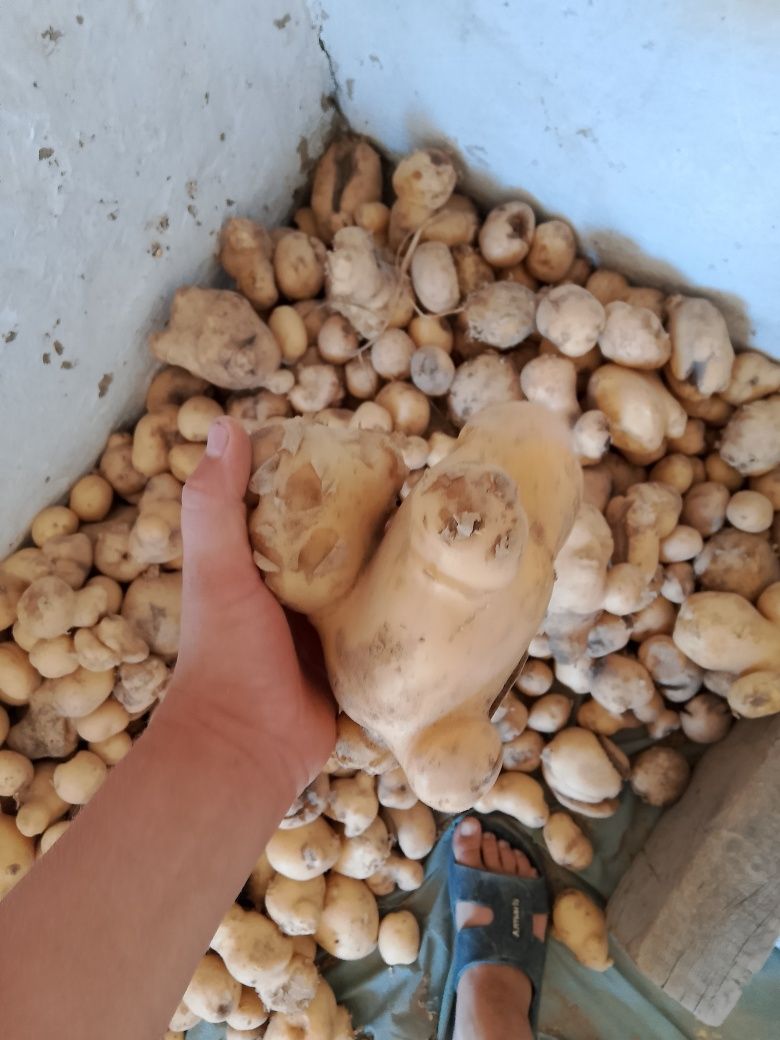 Продам картофель