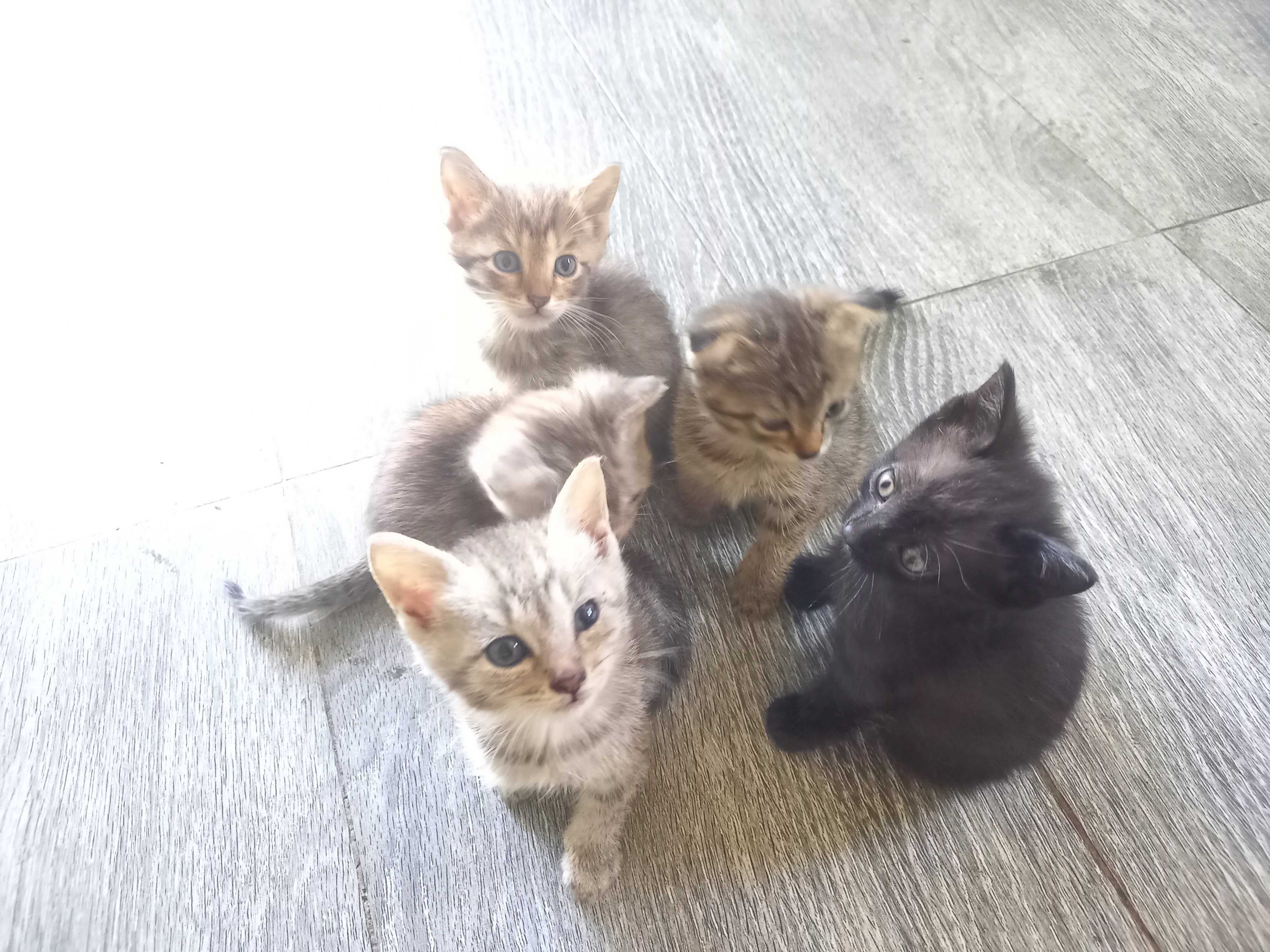 Котяточки в Добрые ручки