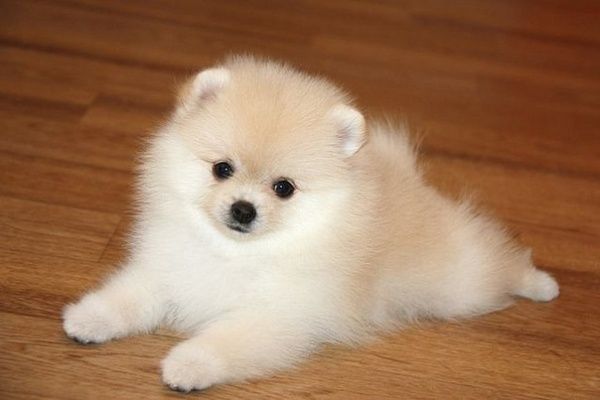 Померанский шпиц, 1,5 мес