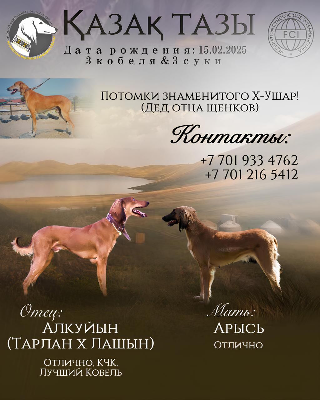 Щенки казахской тазы