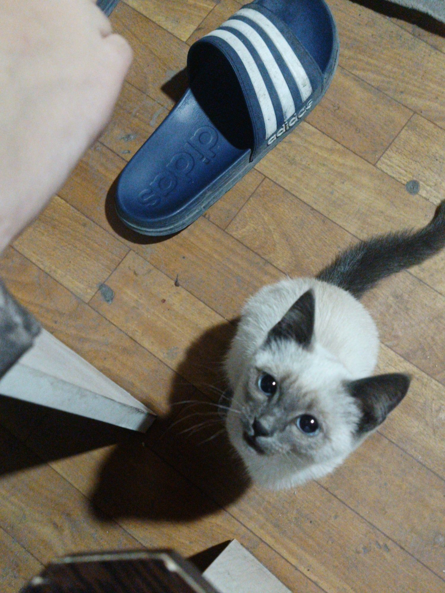 Кошка девочка подросток