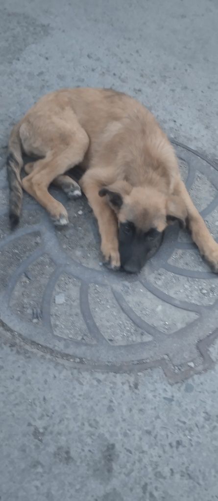 Приютите пожалуйста