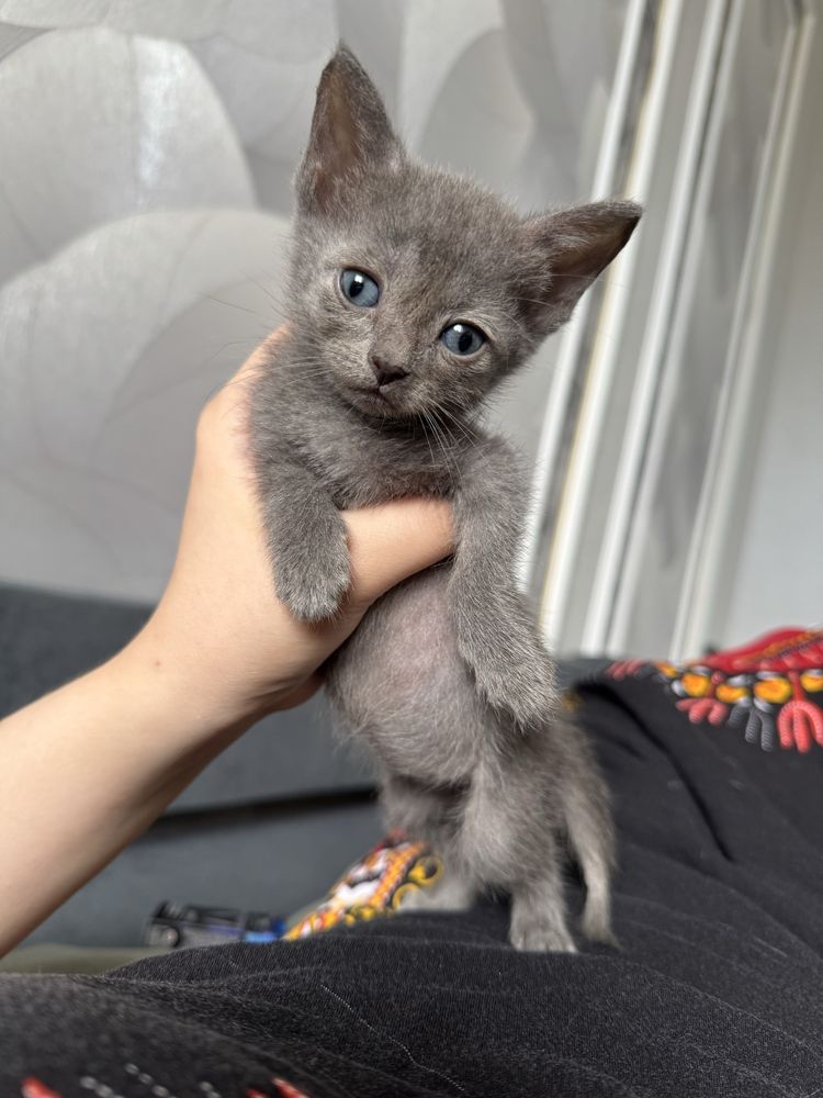 Отдам котят в хорошие и ответсвенные руки