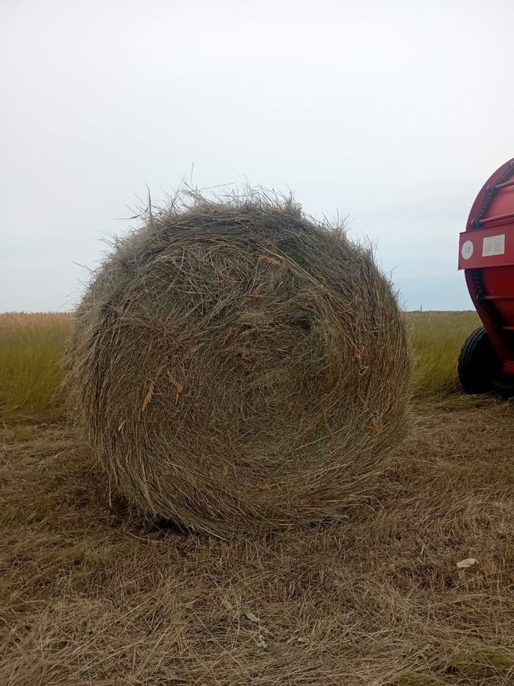 Сено свежий укос разнотравие