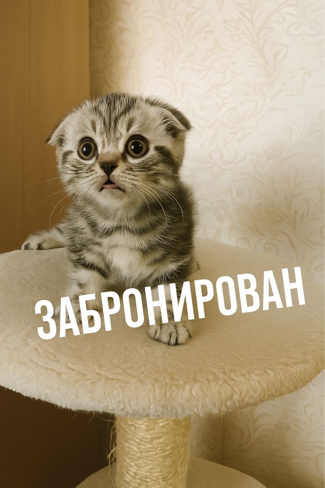 Бронь Шотландских котят