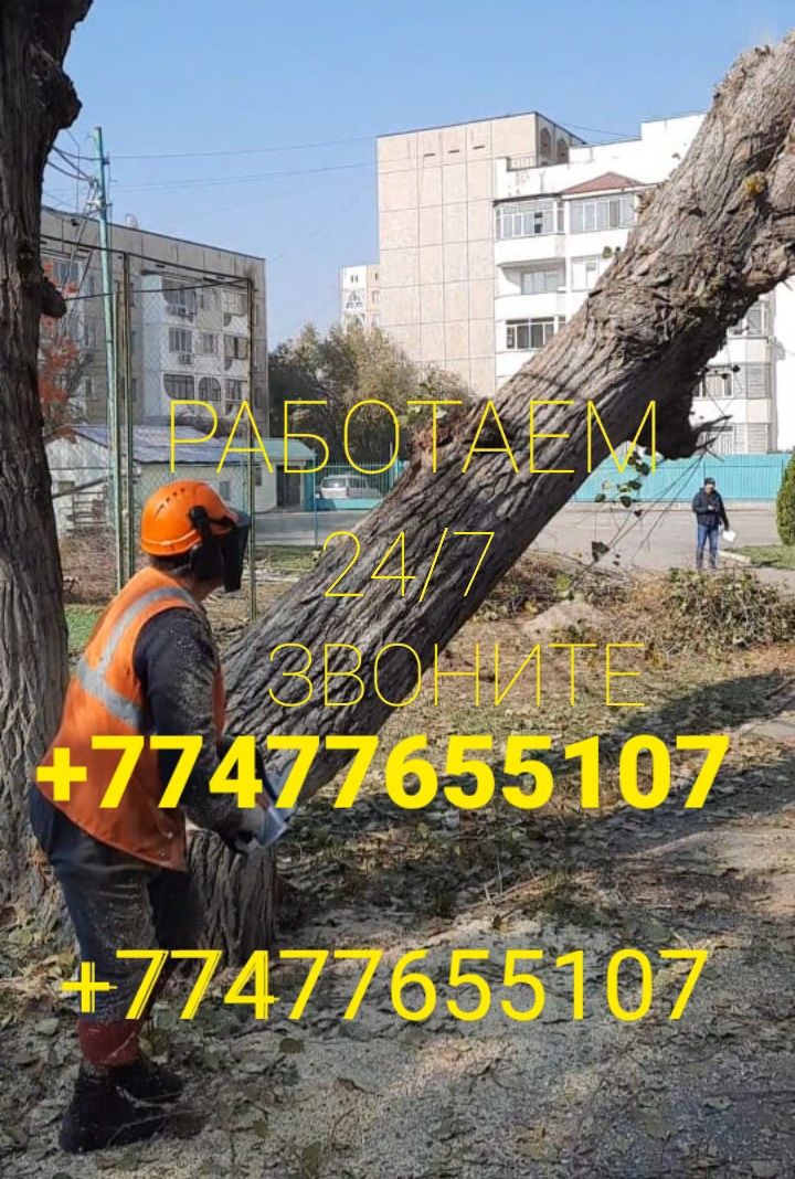 Спилем деревев Алматы и Алматинской области.