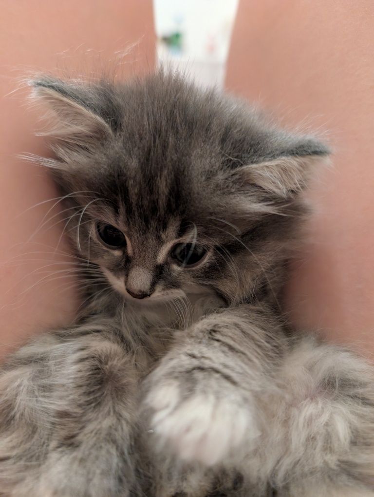 Отдам двух котят