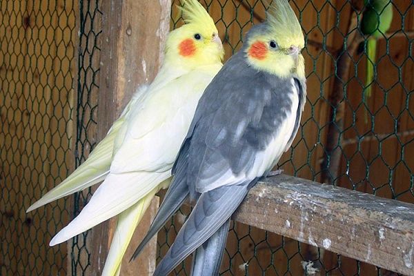 Попугай  кореллы местные