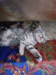 Котенок вислоухий