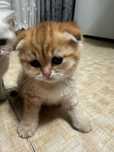 Милые котята. Шиншиллы