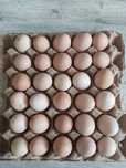 Продам яйца брама  Инкубационные
