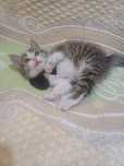 Котёнок мальчик 1,5 мес