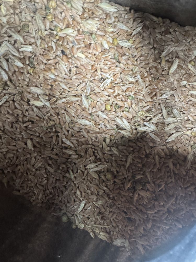 Продам пшеницу