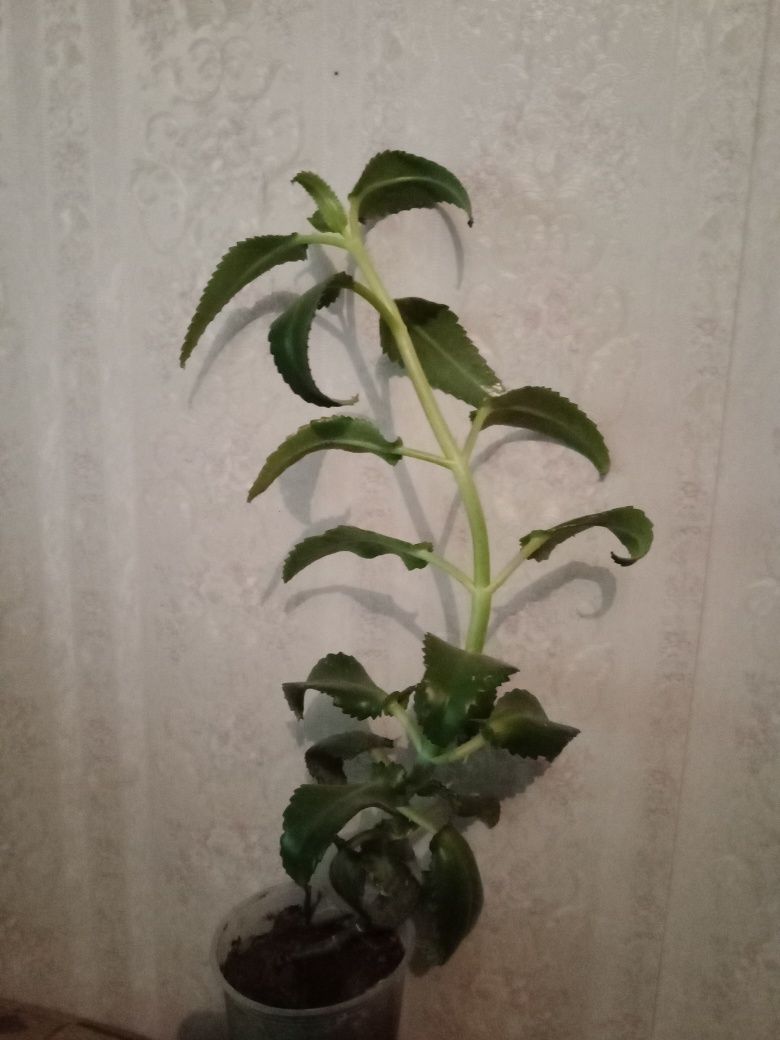Каланхоэ лекарственное .