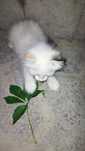 Котенок сиамский