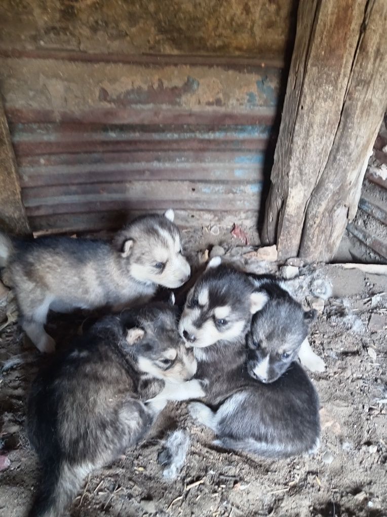 Продам щенят хаски