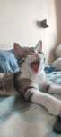 Котенок ищет дом