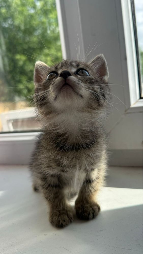 Отдам котят бесплатно. Можем доставить