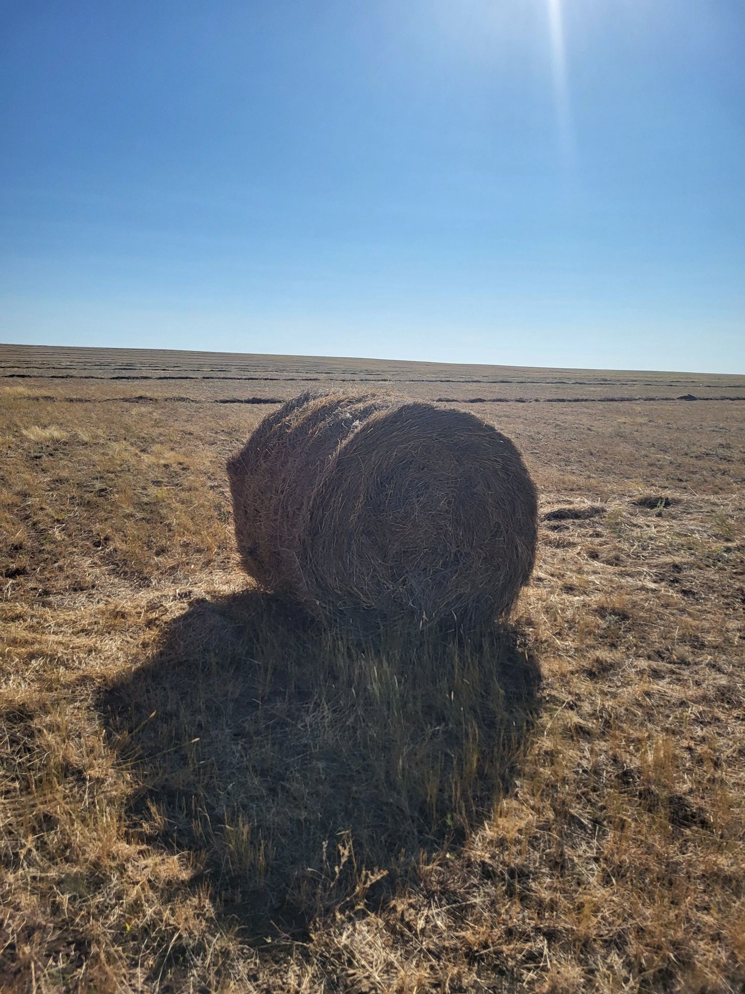 Продам сено этого года