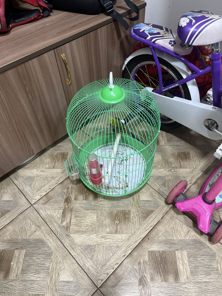 Сатылады попугай