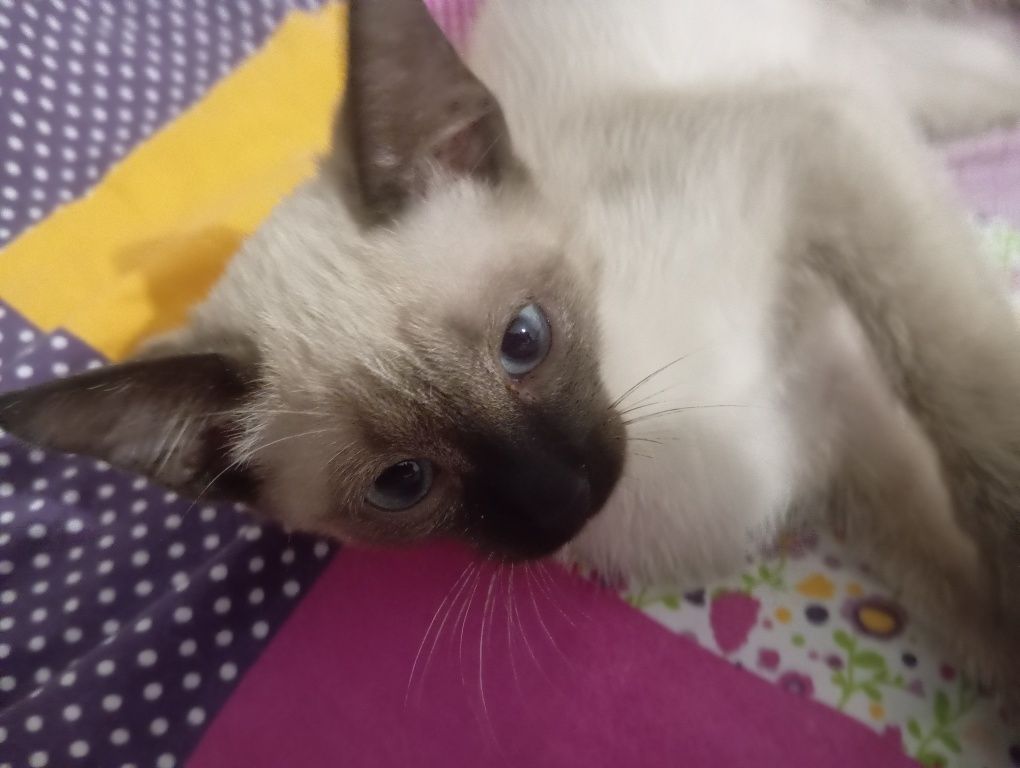 Сиамская кошка 4 месяца