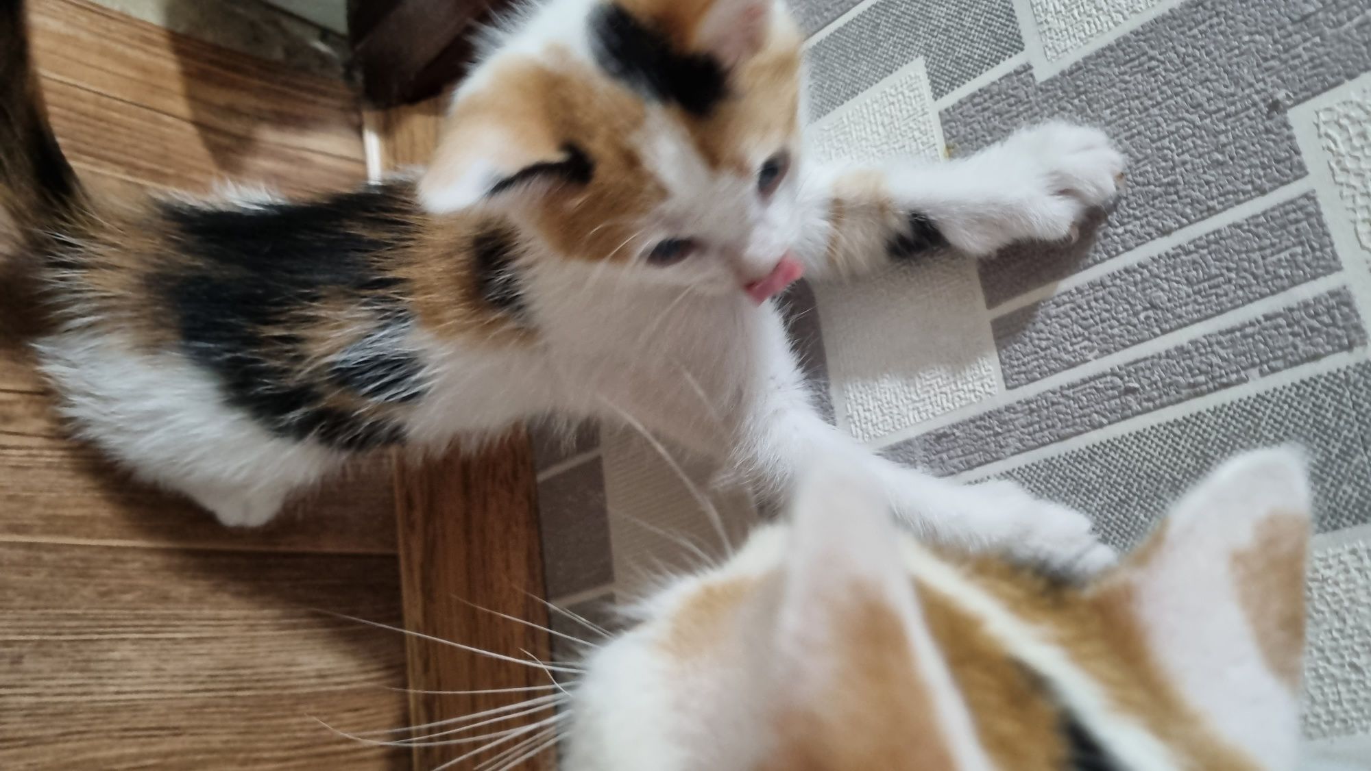 Котята очень умные